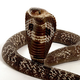 Image for article titled There's A Right Way To Exterminate A Species